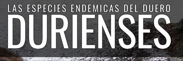 Durienses_recorte