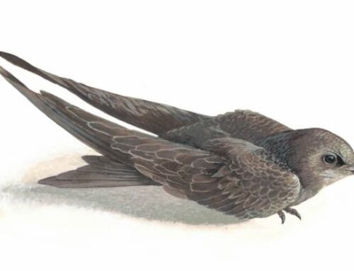 Conservación de la Biodiversidad en el Torreón de Lozoya