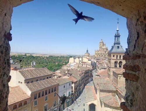 Los vencejos vuelven al Torreón de Lozoya